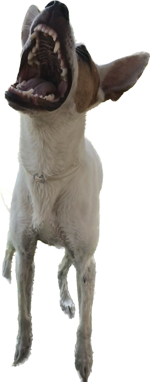 Einzelstunde (Dauer 1 Stunde)