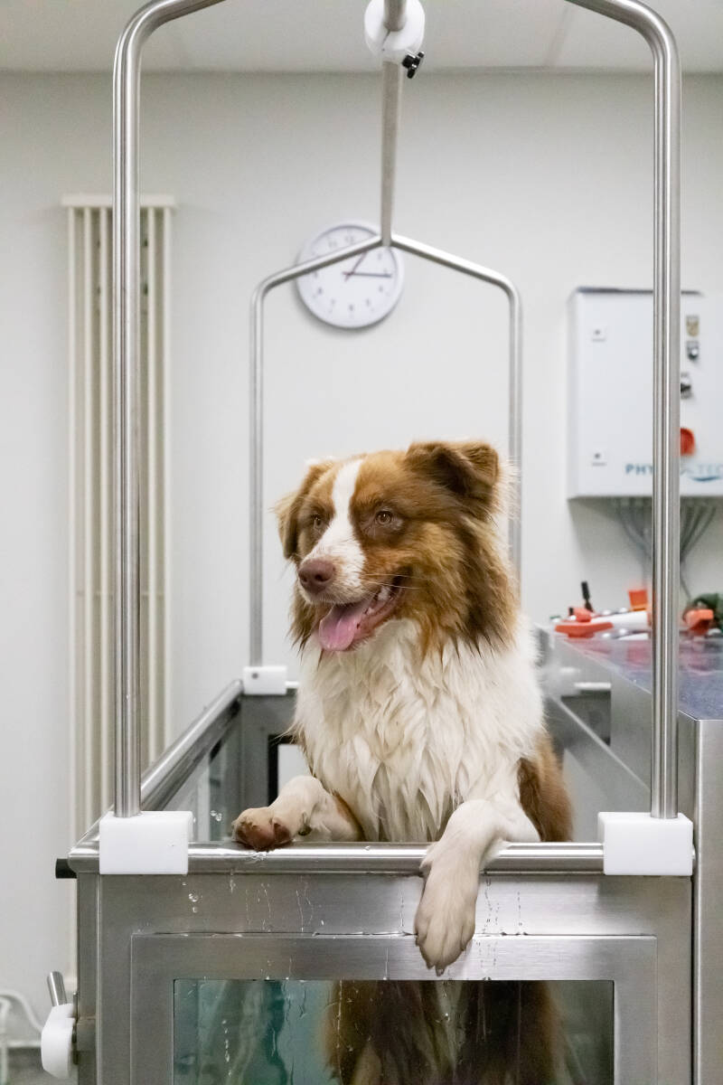 dierenartsenpraktijk - hond- revalidatiebad - Westerlo