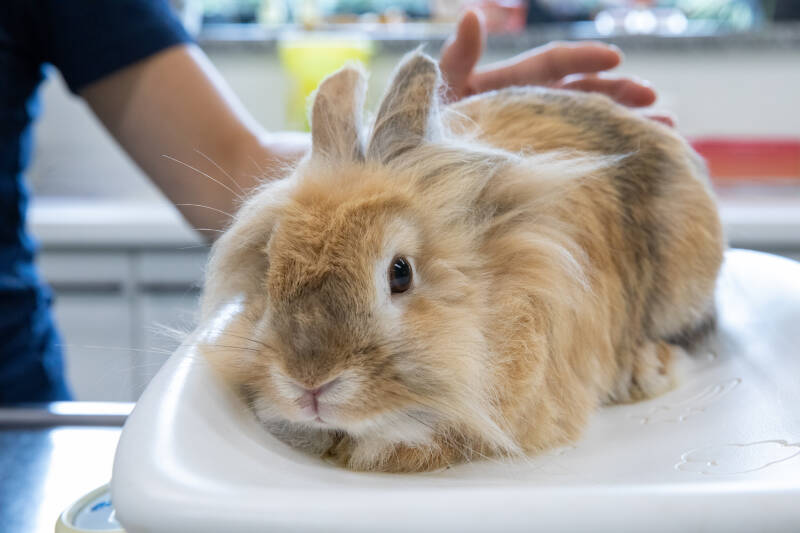 dierenartsenpraktijk - konijn - Westerlo