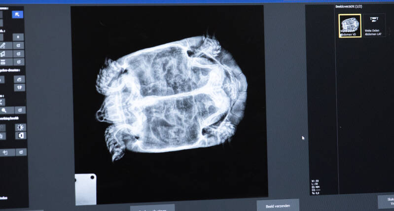 dierenartsenpraktijk - rx foto - schildpad - Westerlo