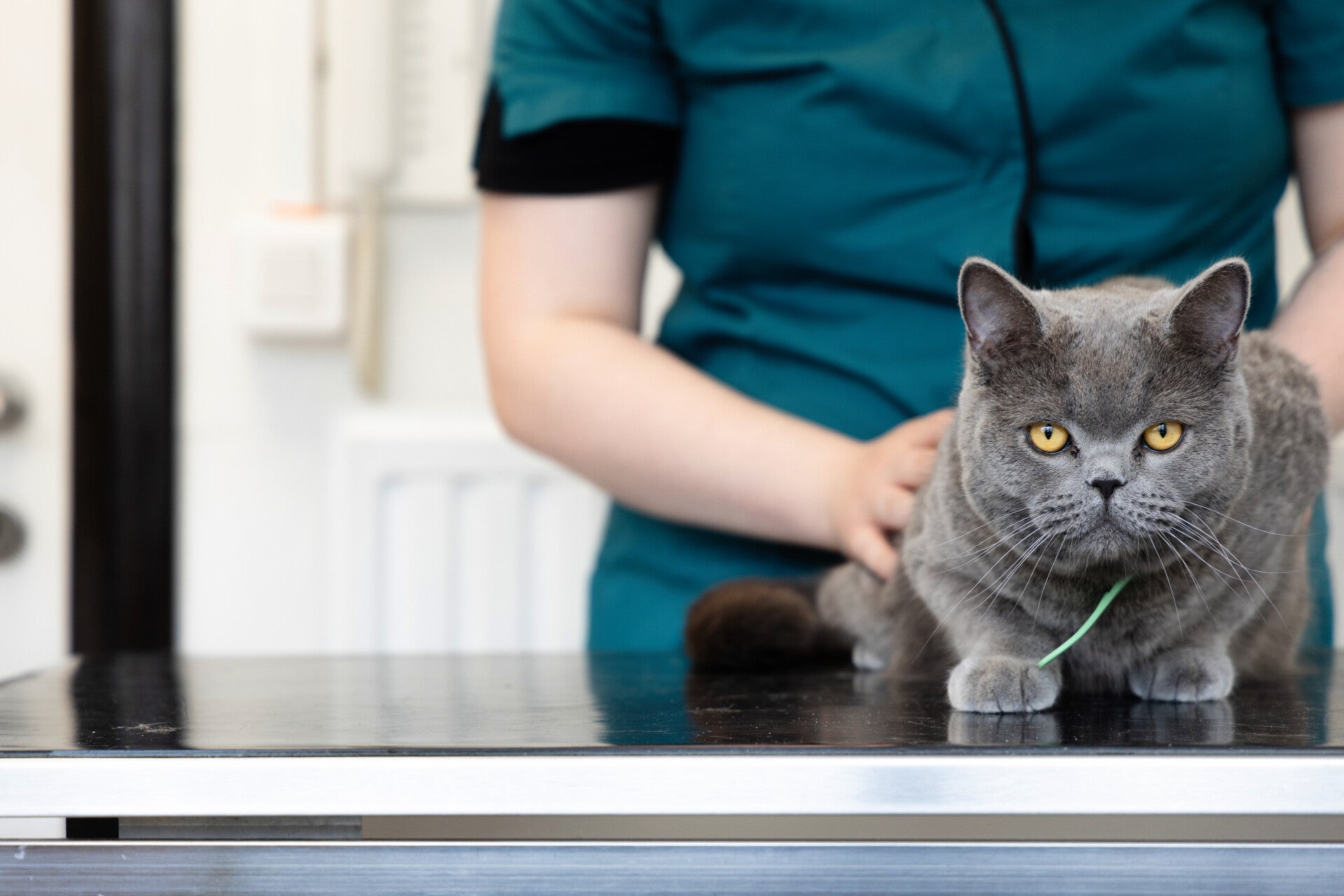 Dierenartsen Veterinair Quadrant in Herfelingen Teamfoto in de natuur