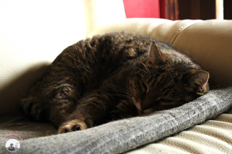 chats-1-standard-uy9rnr.jpg
