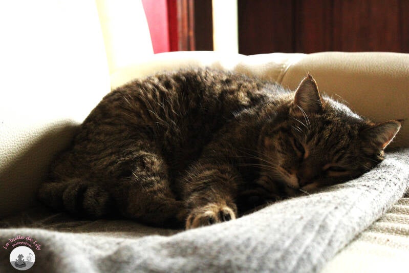 chats-2-standard-xjp31g.jpg