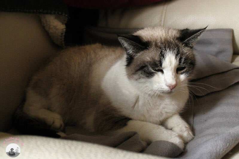 chats-3-standard-2qeozl.jpg