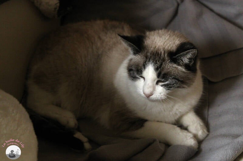 chats-4-standard-4k62ju.jpg