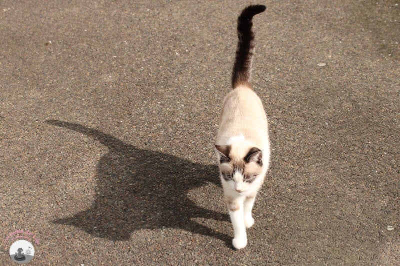 chats-5-standard-li75rr.jpg