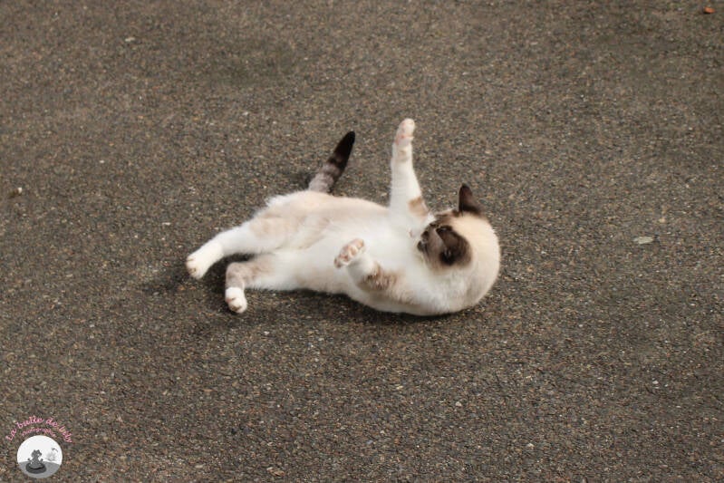 chats-6-standard-ktzufe.jpg