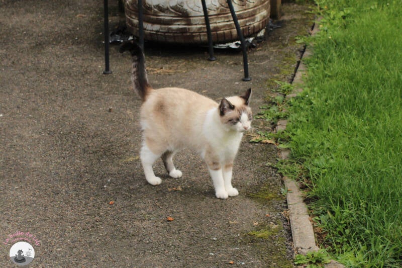 chats-7-standard-r67a9r.jpg