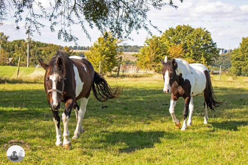 chevaux-1-standard.jpg