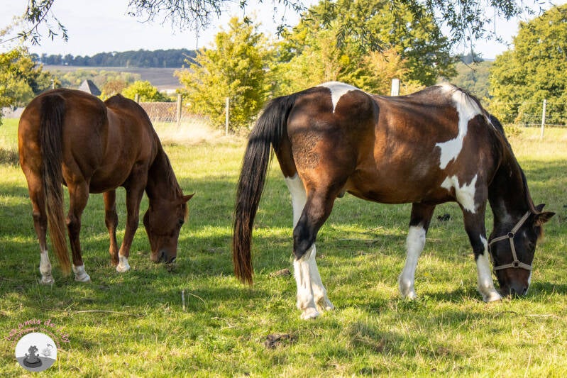 chevaux-11-standard.jpg