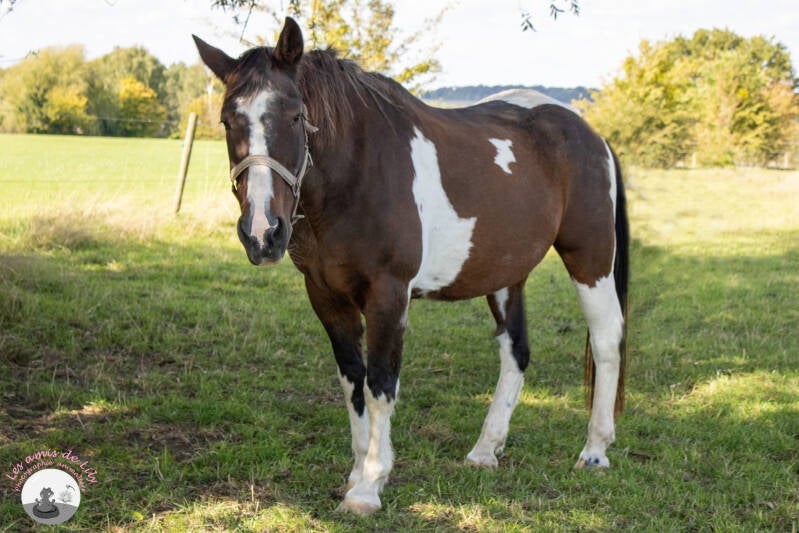 chevaux-12-standard.jpg