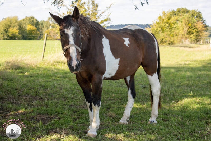 chevaux-13-standard.jpg