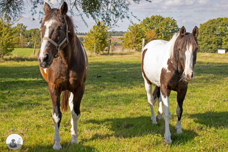 chevaux-2-standard.jpg