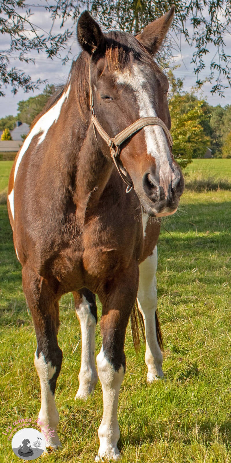 chevaux-3-standard.jpg