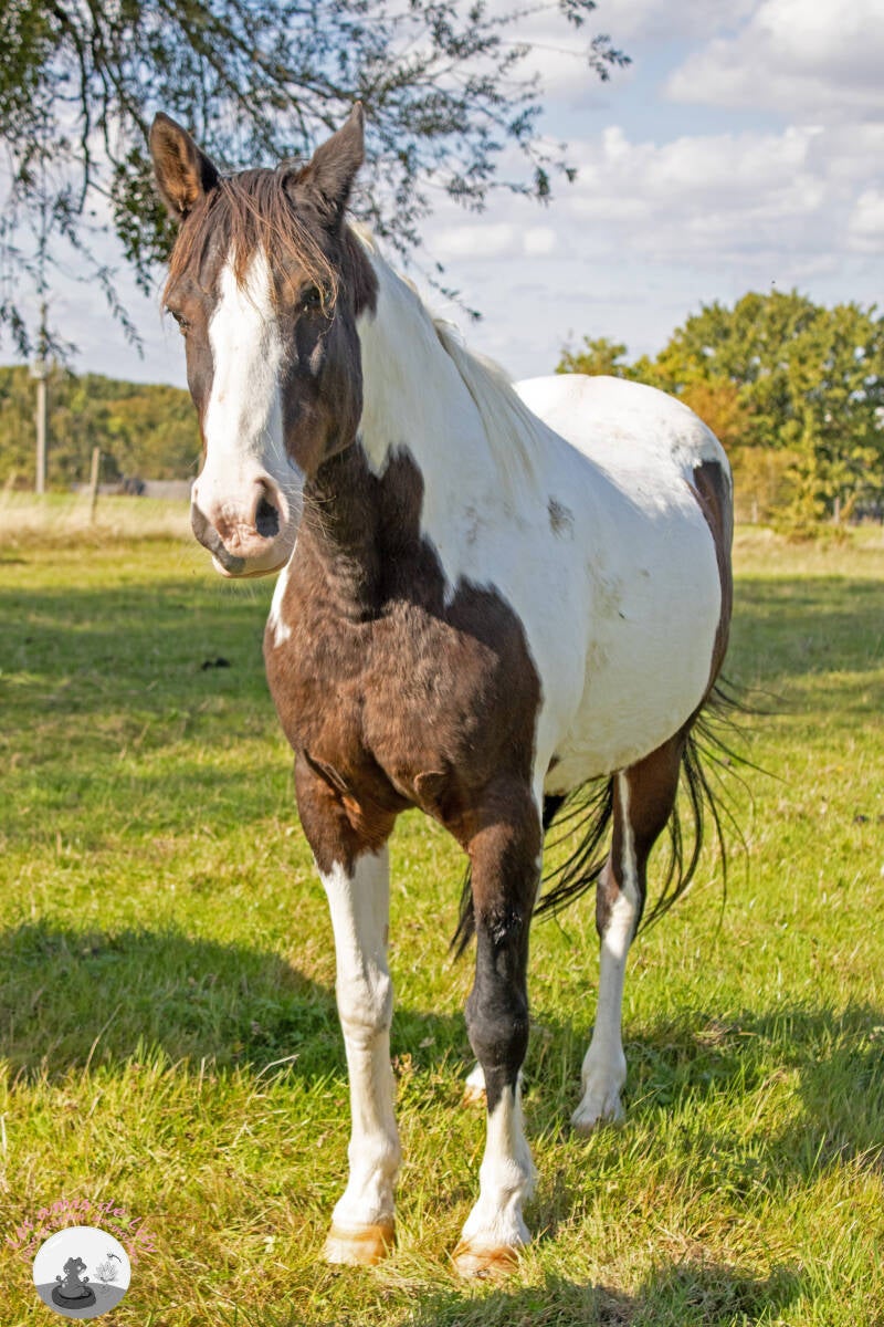 chevaux-4-standard.jpg