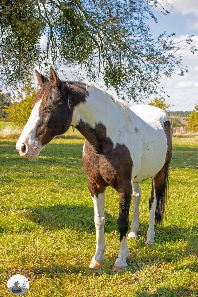 chevaux-5-standard.jpg