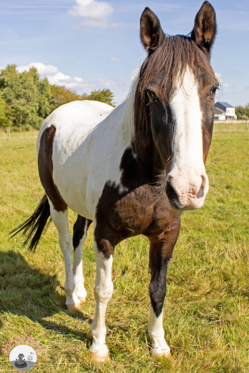 chevaux-6-standard.jpg