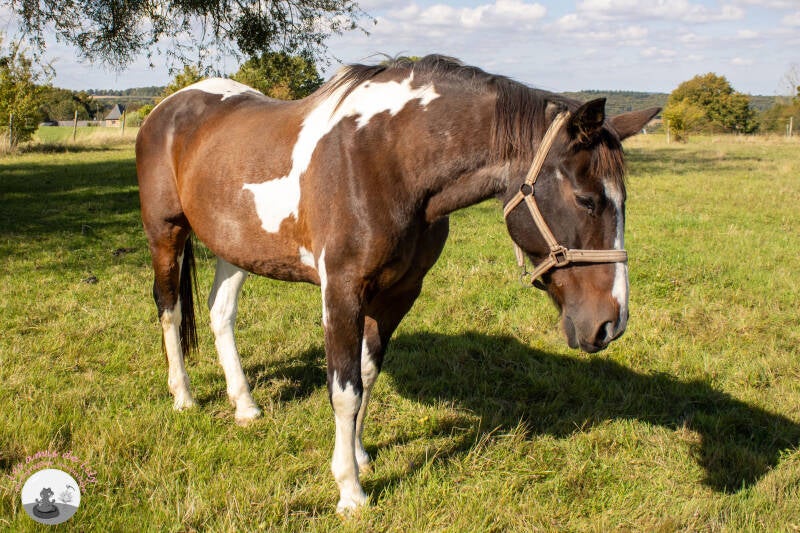 chevaux-7-standard.jpg