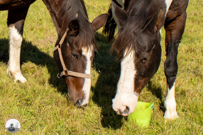 chevaux-8-standard.jpg