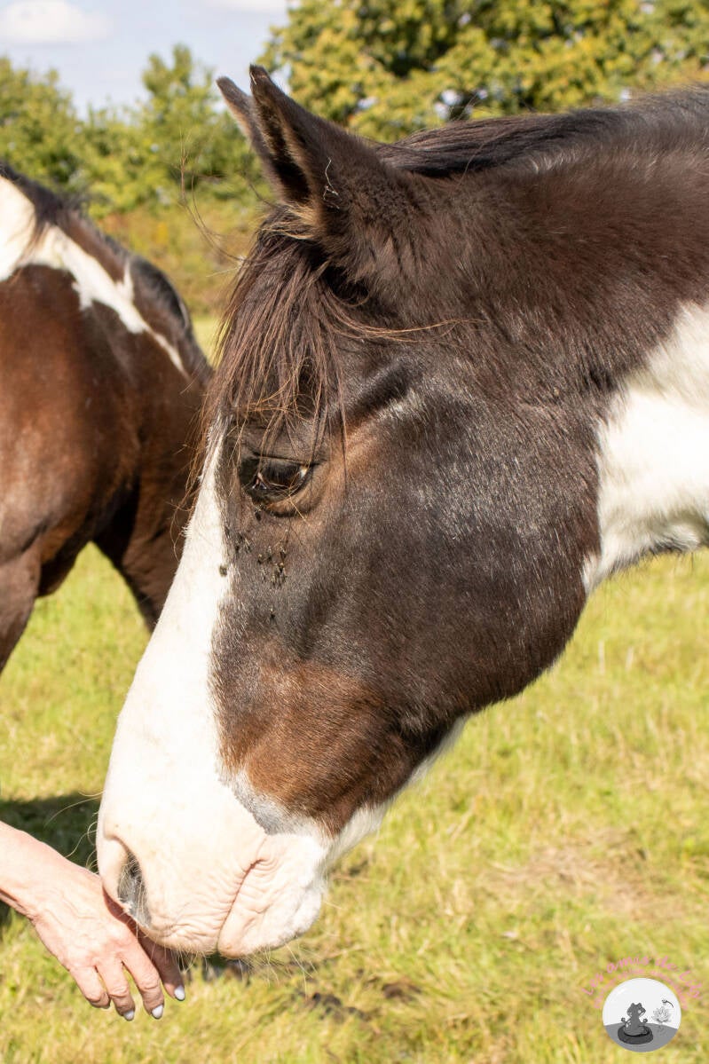 chevaux-9-standard.jpg