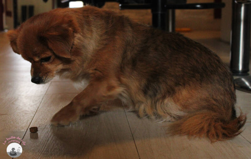 chiens-1-standard-zsdyq2.jpg