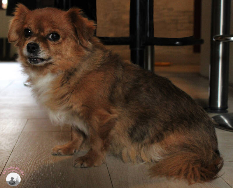 chiens-2-standard.jpg