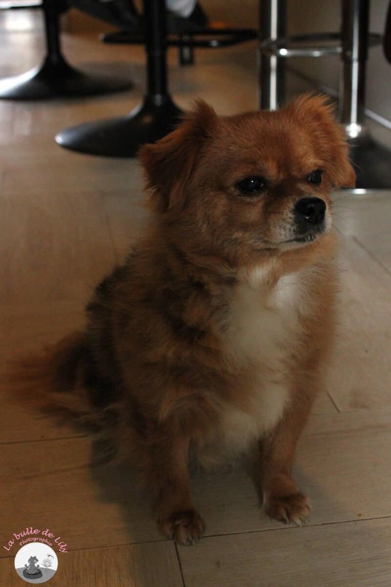 chiens-3-standard-pkzhd3.jpg