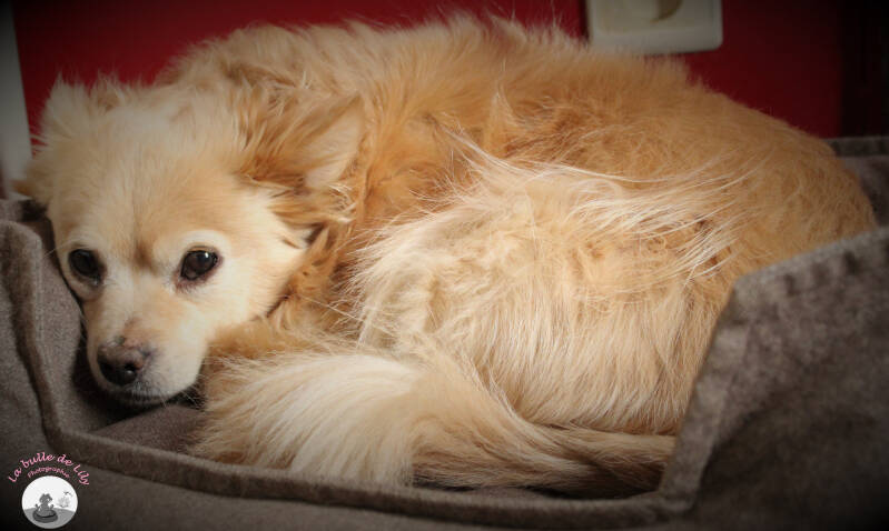 chiens-5-standard-6p8bq0.jpg