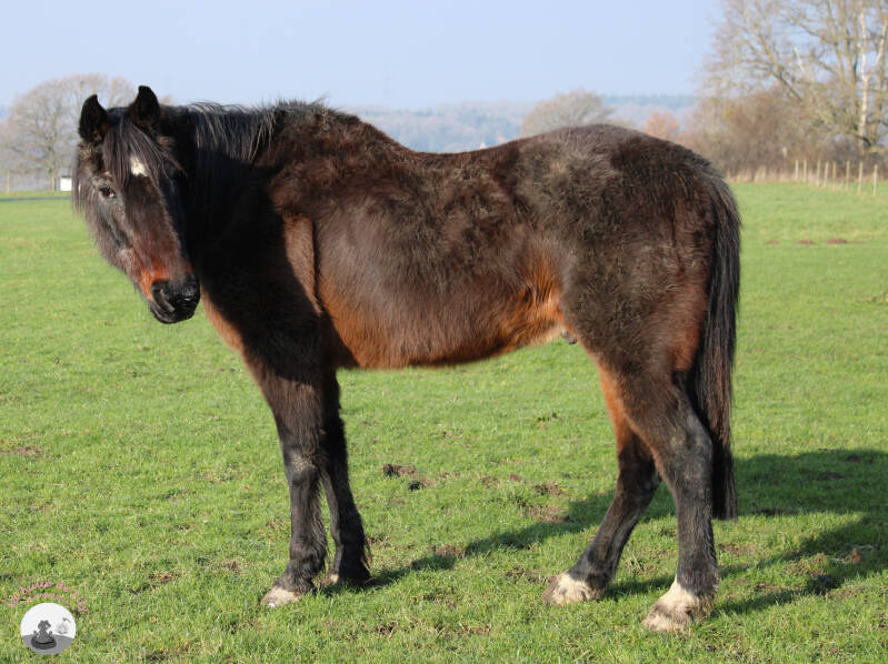 golia-1-standard.jpg