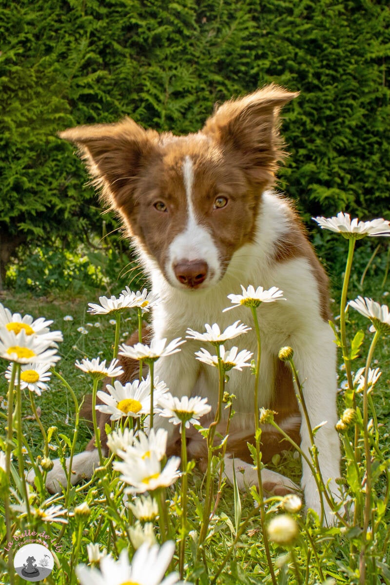 hanabi-marguerites-1-bis-standard-ikmwtw.jpg