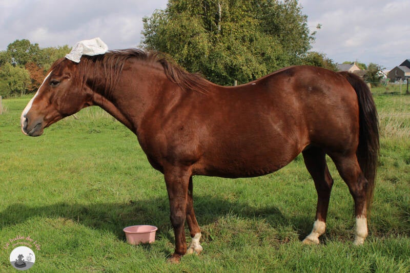 lexie-13-standard.jpg