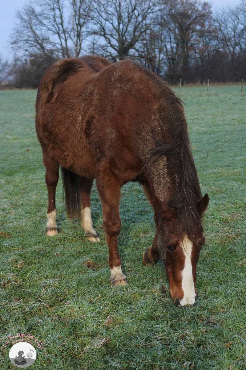 lexie-2-standard.jpg