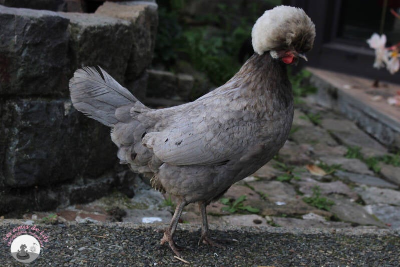 mirza-1-standard-4ojb90.jpg