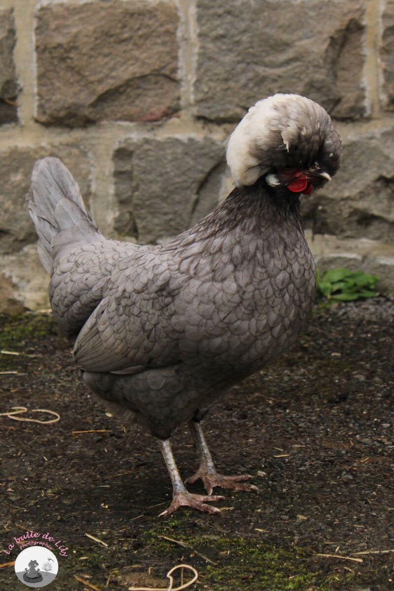 mirza-17-standard.jpg
