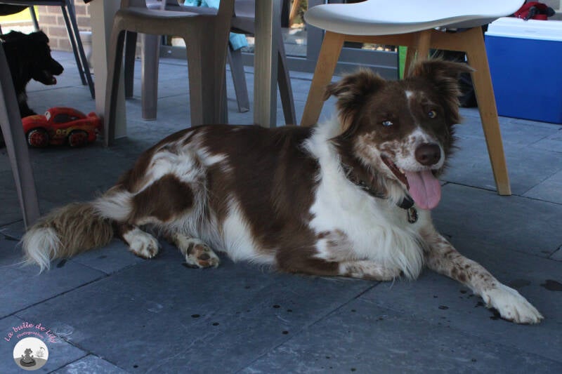ralph-standard-349sds.jpg