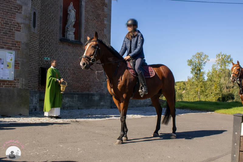 saint-hubert-103-standard.jpg