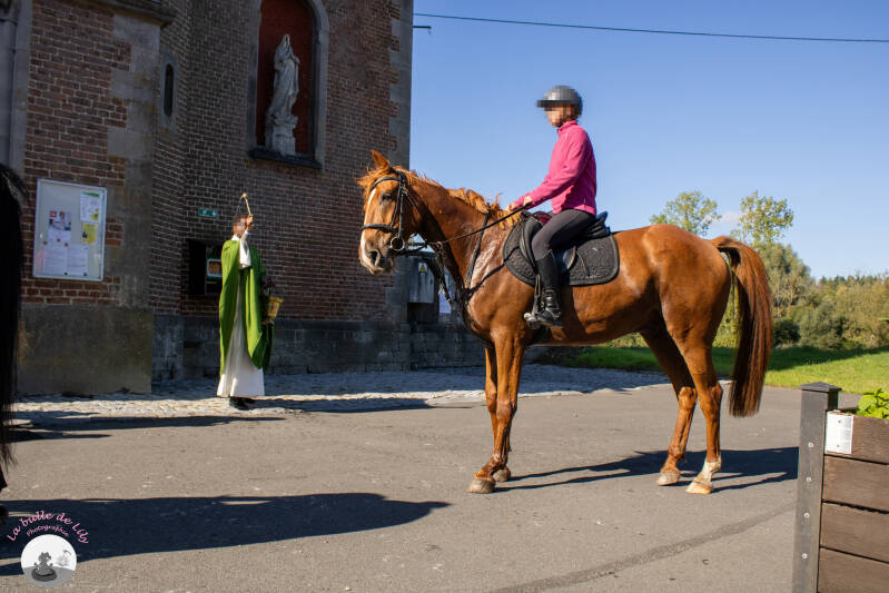 saint-hubert-104-standard.jpg