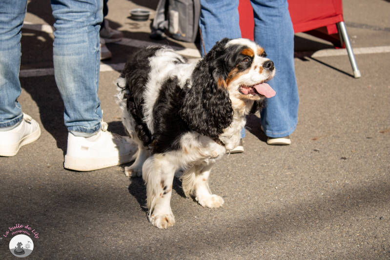 saint-hubert-118-standard.jpg
