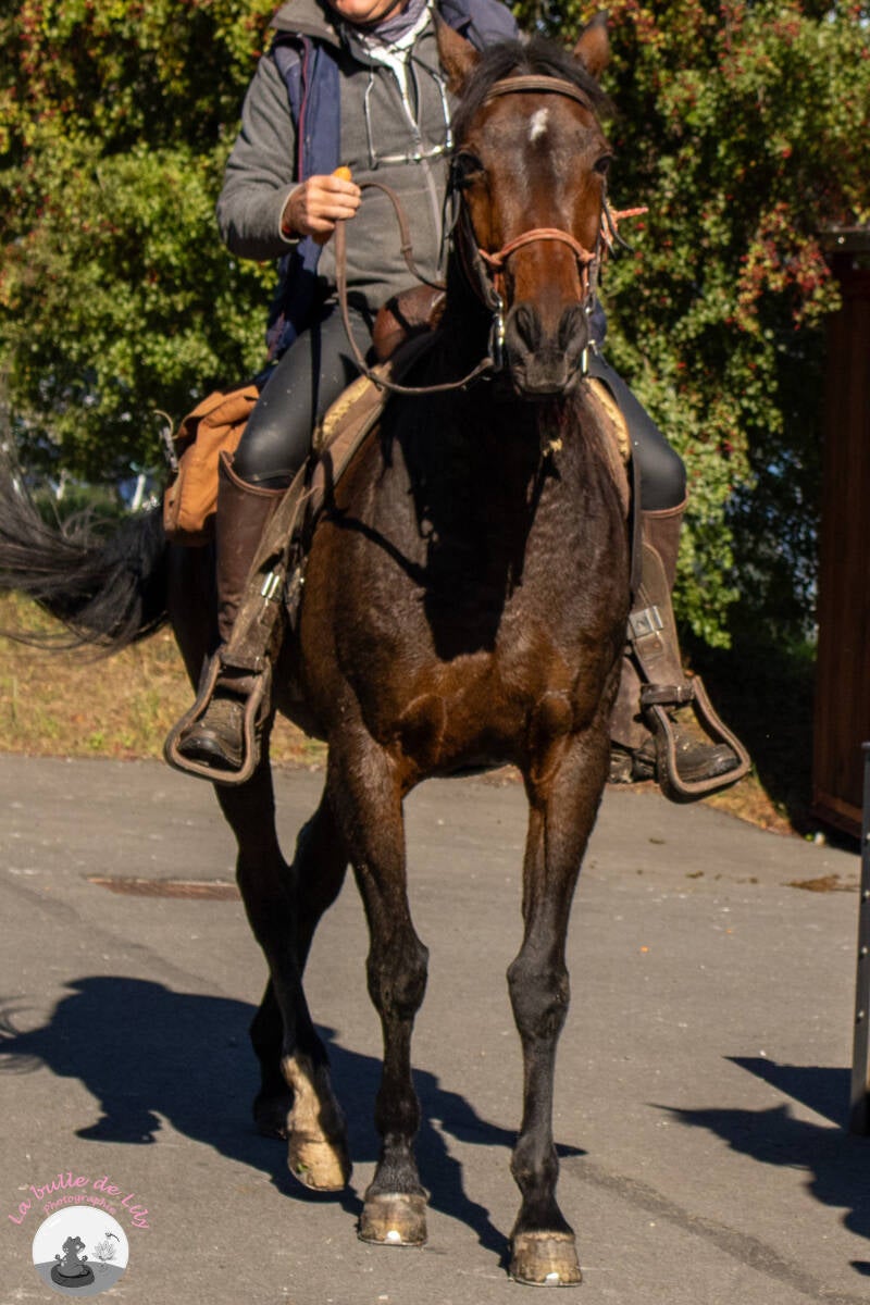 saint-hubert-128-standard.jpg