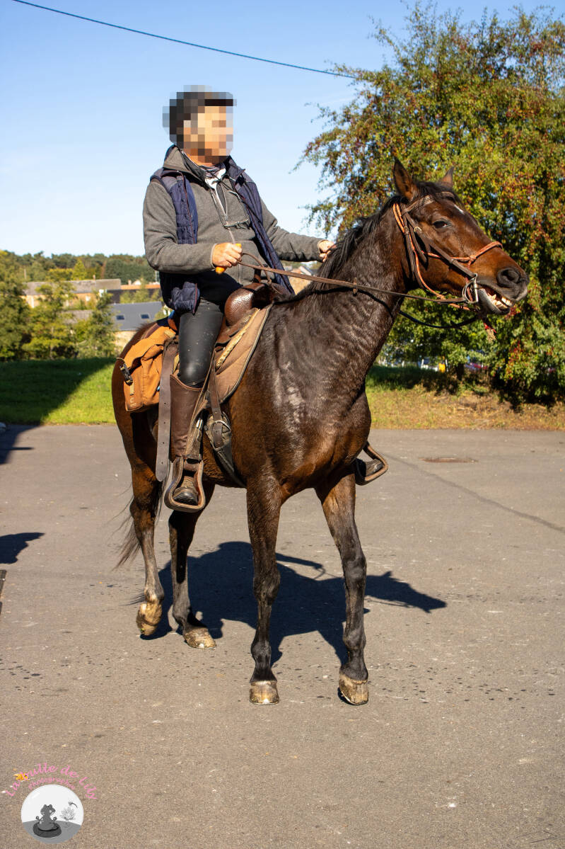 saint-hubert-129-standard.jpg