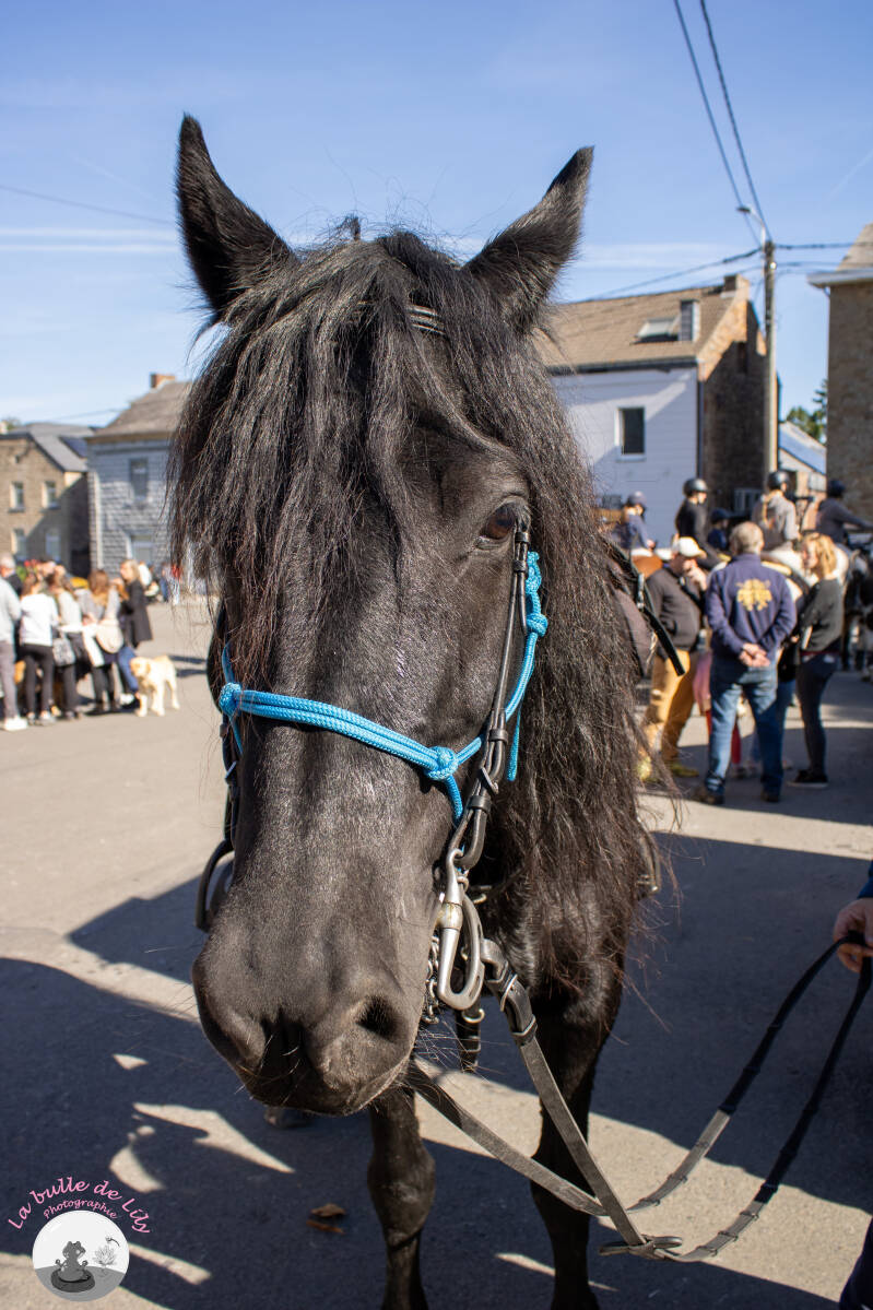 saint-hubert-140-standard.jpg