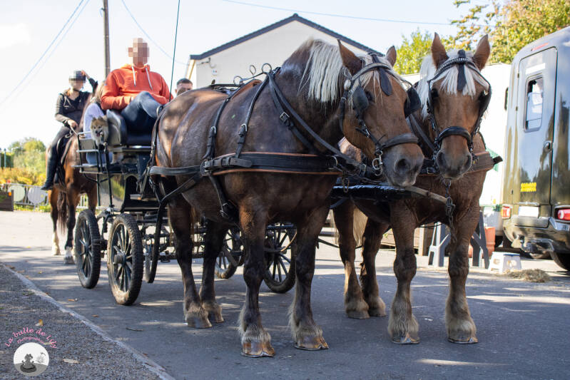 saint-hubert-144-standard.jpg
