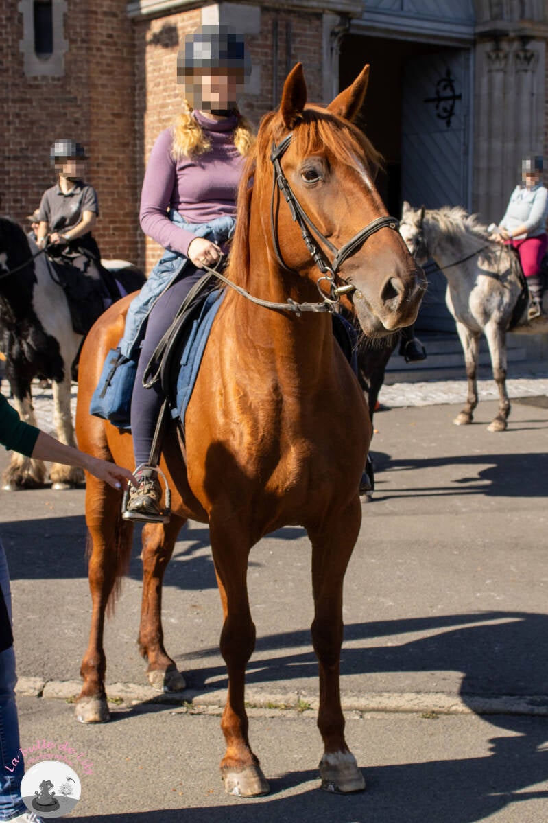 saint-hubert-157-standard.jpg