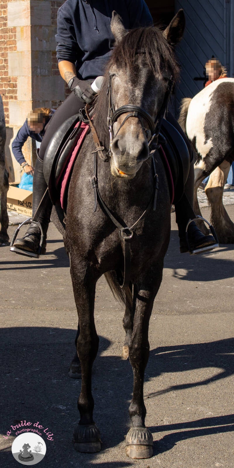 saint-hubert-160-standard.jpg