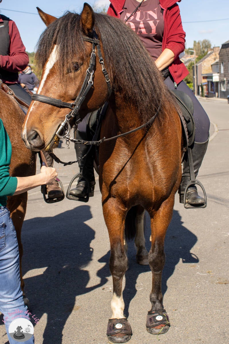 saint-hubert-172-standard.jpg