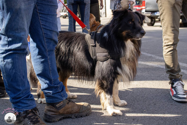 saint-hubert-204-standard.jpg