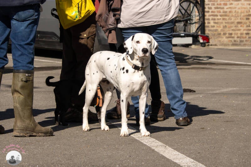 saint-hubert-248-standard.jpg