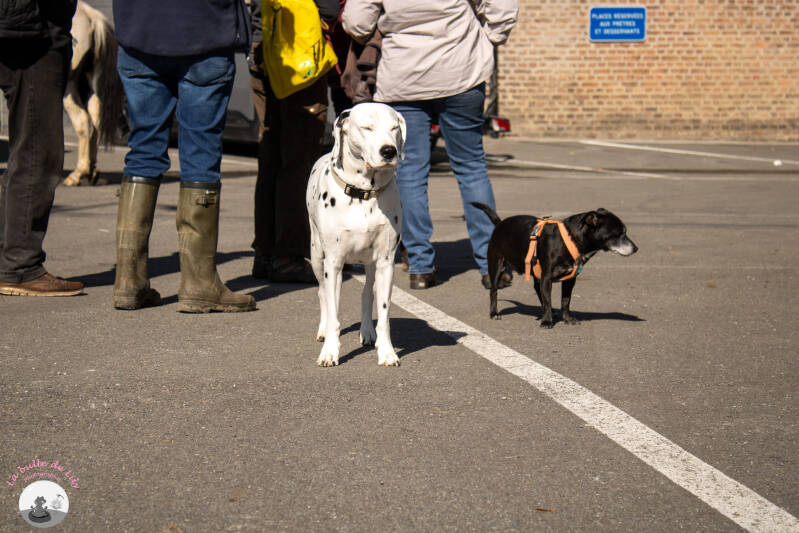 saint-hubert-249-standard.jpg