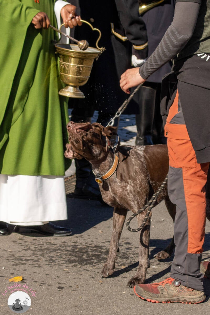 saint-hubert-33-standard.jpg