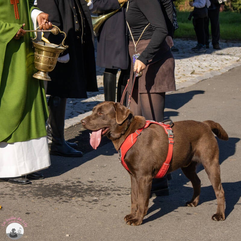 saint-hubert-36-standard.jpg